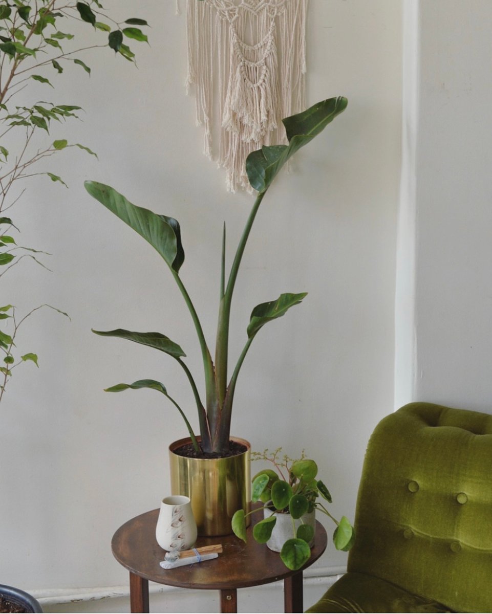 pop_wilder's tweet photo. Are you looking for a new best friend? Great cos we have lots of plants that definitely don't make u feel more alone especially when you realise you are talking to them and telling them all your problems because u have nurtured this special being that literally helps you breath b https://t.co/8QIqjxXyOk