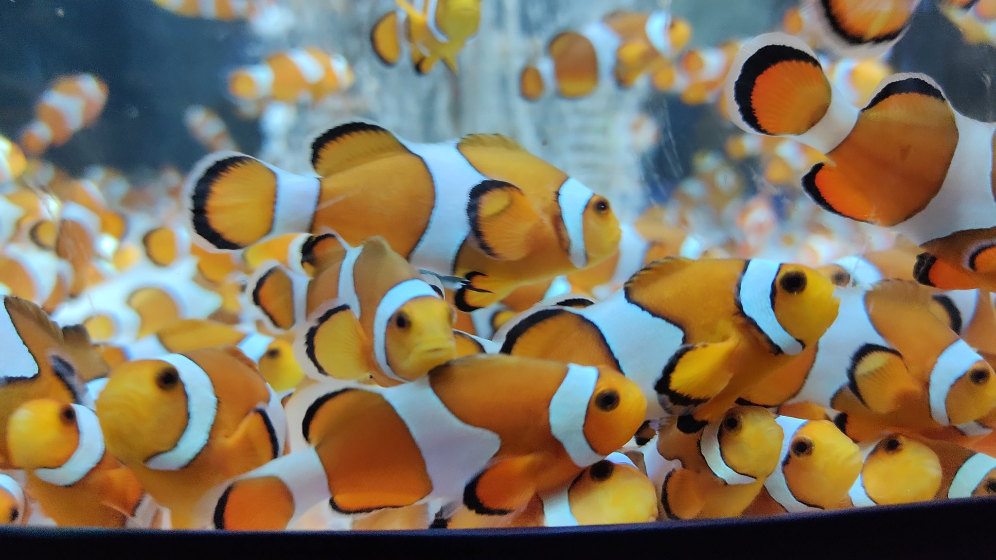 さかな Twitter Search Twitter