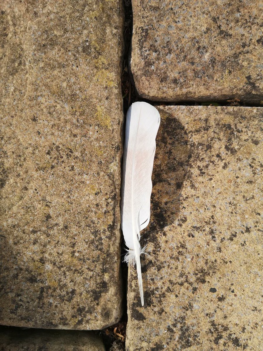 ShirlAngelLady's tweet photo. ❤️A message of love and reassurance from the Angels when white feathers are delivered.  Your Angels are right beside you listening and responding to your thoughts and bring messages from loved ones.  

#ShirleyTheAngelLady
#whitefeather #angels #guardian #love #hope #support https://t.co/NpClJX32Hf