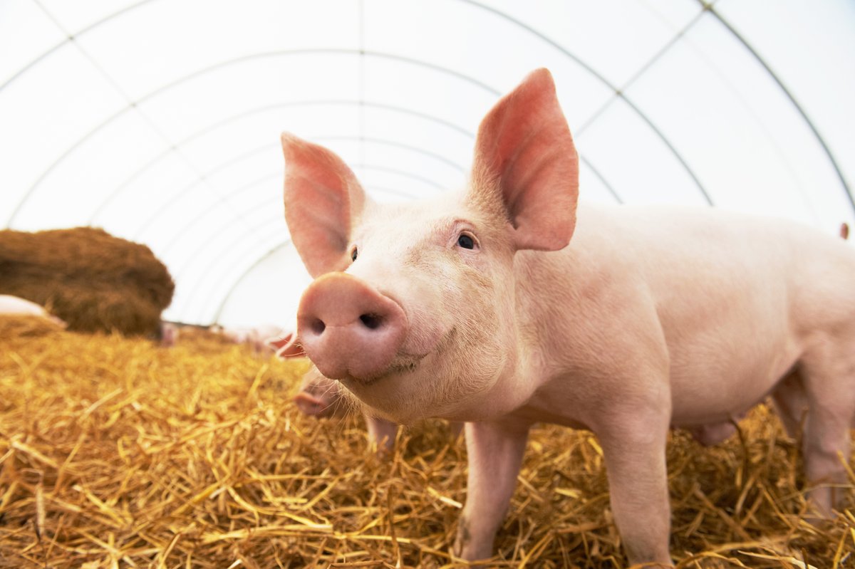 Animals_EFSA's tweet photo. Welfare challenges identified by @EFSA_EU in #FarmedPigs #EFSA4animals #EUFarm2Fork
👉Group stress
👉Inability to perform exploratory or foraging behaviour
👉Soft tissue and integument damage
 Read more: https://t.co/KEGdYyU8aq https://t.co/Xj8mz3VJ5c