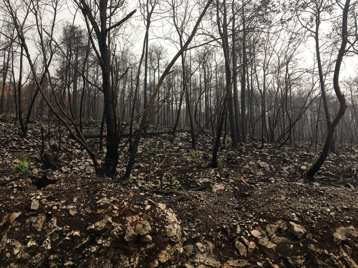lifesystemic (@lifesystemic) on Twitter photo Workshop: how to restore forest after 🔥 with stakeholders, experts and policy makers #mirenKras #karst #forest #diversity <a href="/LIFEprogramme/">LIFE Programme</a> Workshop: how to restore forest after 🔥 with stakeholders, experts and policy makers #mirenKras #karst #forest #diversity <a href="/LIFEprogramme/">LIFE Programme</a>