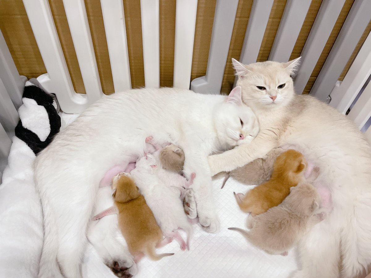 เมื่อแมวชั้นท้องพร้อมกัน 2 ตัว และคลอดพร้อมกัน วันเดียวกัน เวลาไล่เลี่ยกัน สภาพก็อย่างที่เห็น อิแม่ก็คือช่วยกันเลี้ยง 555555555555555 และลูกก็สลับผสมกันไปหมด ไม่รู้ใครลูกใคร นี่ยังดีที่สีต่างกันอยู่บ้าง ไม่งั้นชั้นได้กุมหัว
