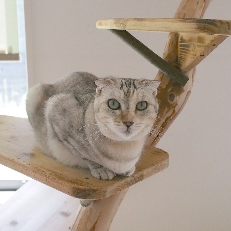 くつろぎ猫カフェnorara のらら 岐阜にある猫カフェ 子猫のへや