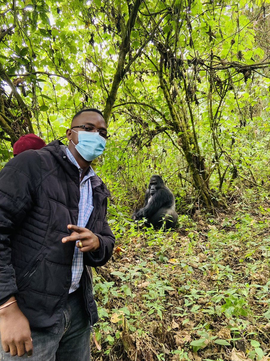 DieuYesse's tweet photo. https://t.co/7z8baJl6tt
#ParcNationalKahuziBiega
#gorilla #gorillas #gorillastrekking #kahuzi_biega_national_park #parc #unescoheritage #patrimoinemondial #gorrilles_plaines #plaines #volcanes #explore #bassincongo #randonnée #bukavu #sudkivu #congo #rdc #drc #afriquecentrale https://t.co/8rIz2jeHYo