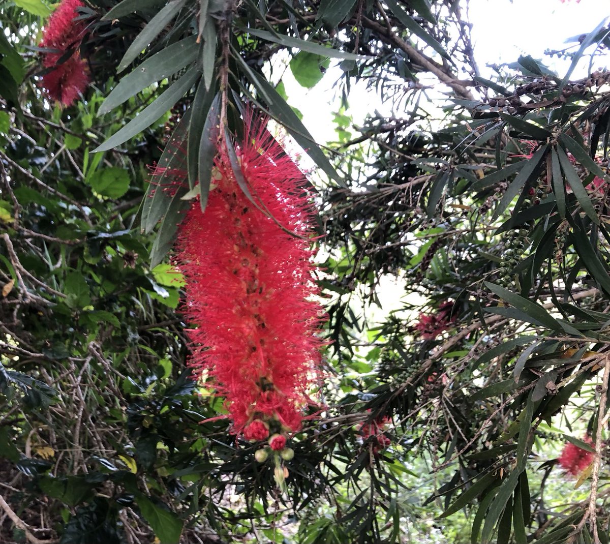 Bottlebrush 🥰 #AustralianPlants