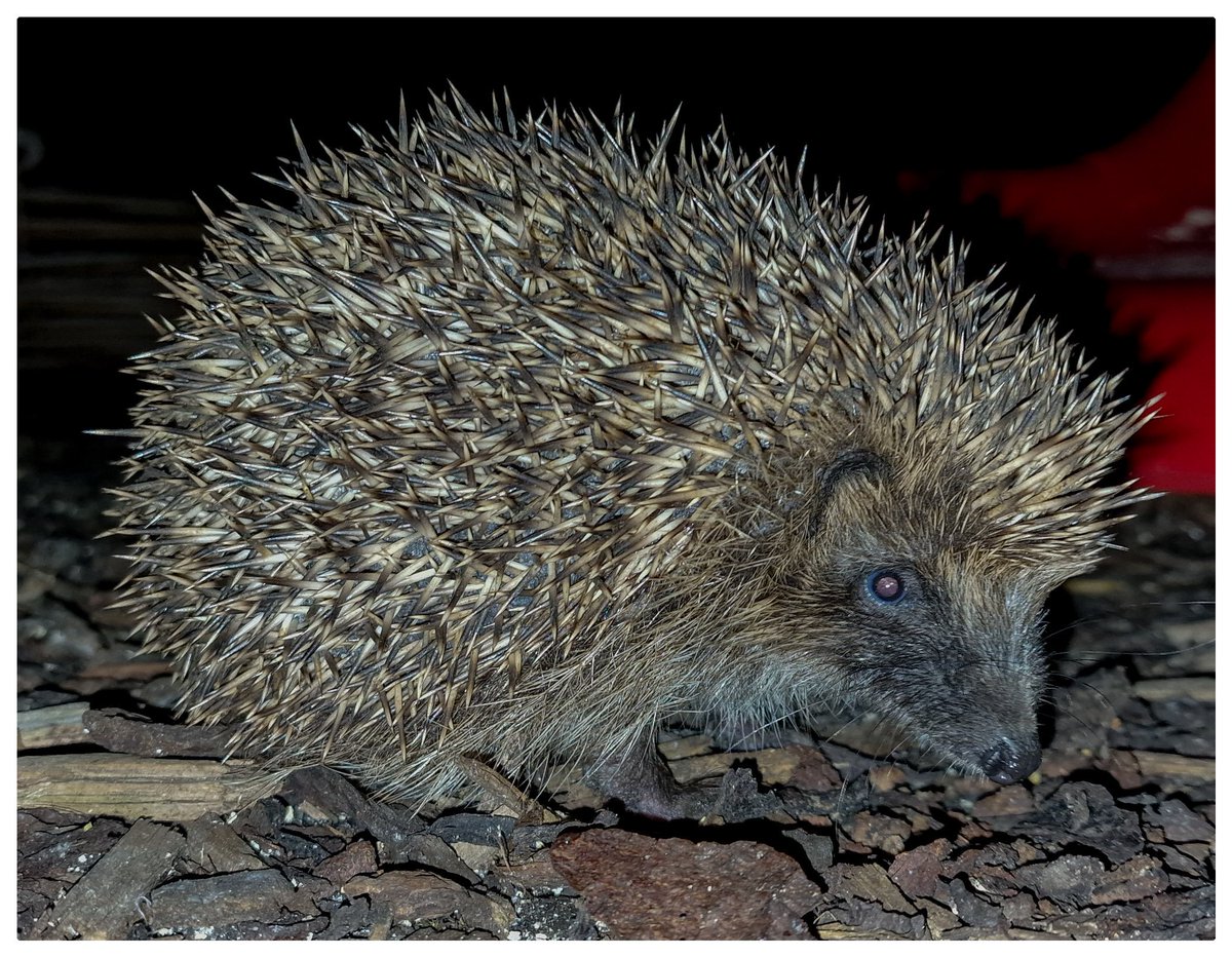 One of many hedghog releases this year , unfortunately this time of year now they can have hoglets so please be careful disturbing any potential nest sites