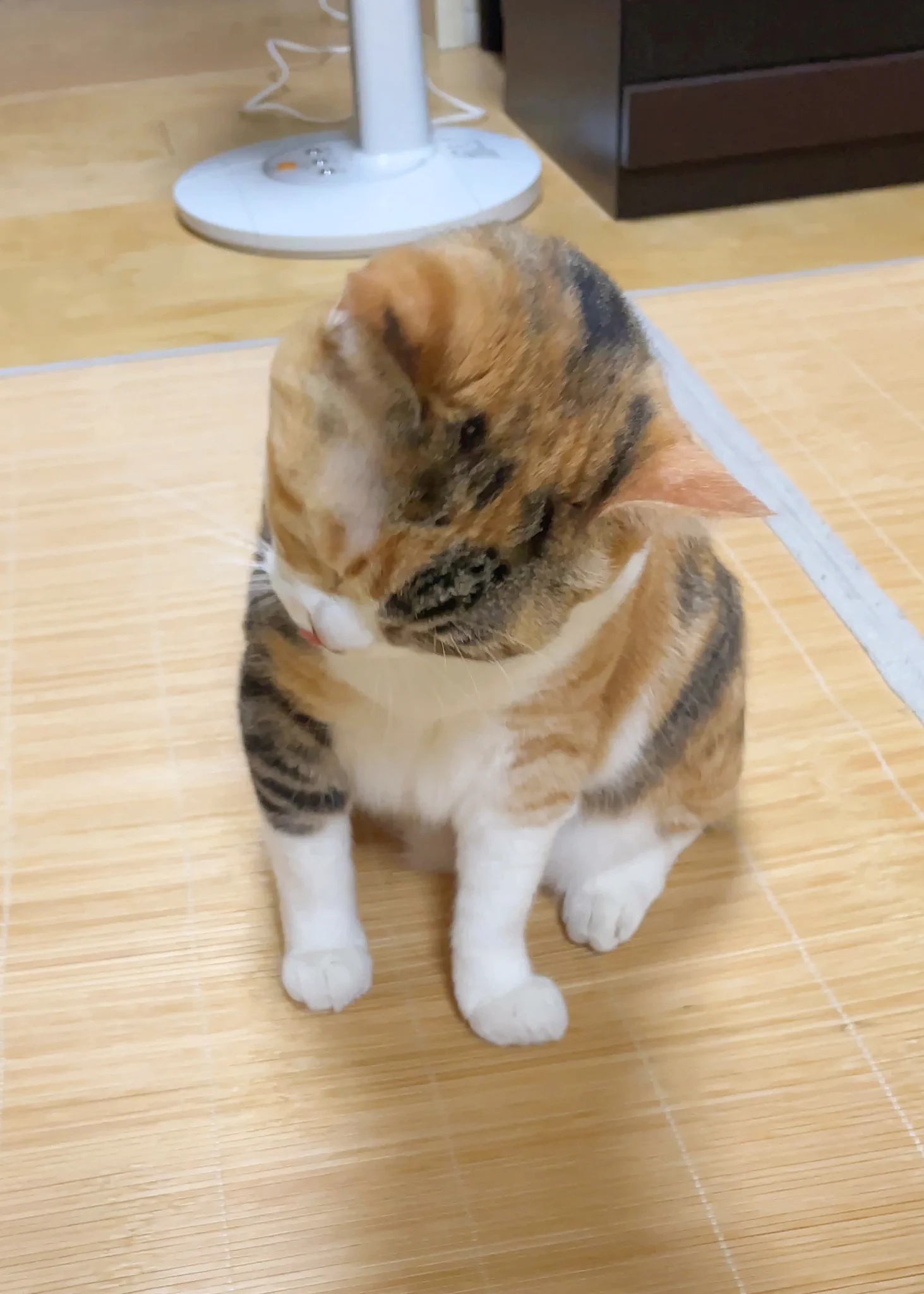 猫の菊ちゃんもいっしょにおしゃべり！とってもかわいい！