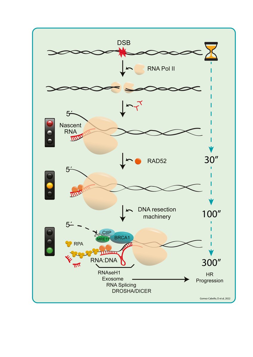 Daniel Gómez-Cabello (@danielgomcab) on Twitter photo Our paper is out in <a href="/NatureComms/">Nature Communications</a>. It has been an adventure with 5 years of hard work. Thanks to everyone involved in <a href="/Bartek_Lab/">Bartek Lab</a> and <a href="/daguilarmorante/">Diana Aguilar Morante</a>. In summary, nascent RNA is essential to promote homologous recombination in DNA breaks. Open Access paper shorturl.at/cghlm Our paper is out in <a href="/NatureComms/">Nature Communications</a>. It has been an adventure with 5 years of hard work. Thanks to everyone involved in <a href="/Bartek_Lab/">Bartek Lab</a> and <a href="/daguilarmorante/">Diana Aguilar Morante</a>. In summary, nascent RNA is essential to promote homologous recombination in DNA breaks. Open Access paper shorturl.at/cghlm