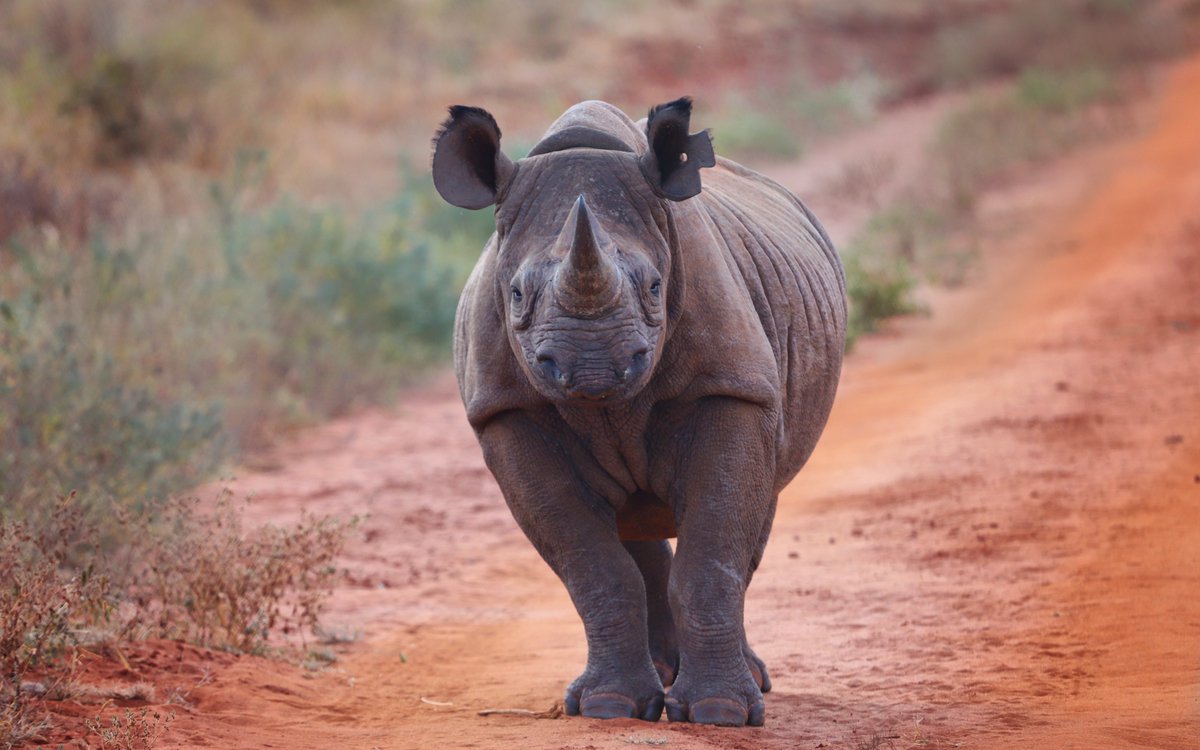 DrWillFowlds's tweet photo. 'NAMIBIA saw 48 rhinos killed for their horns in the first eight months of 2022, four more than the 44 cases reported in 2021.' #Namibia #RhinoPoaching
https://t.co/Rzi1iAvbcc https://t.co/mBAspwGlLj