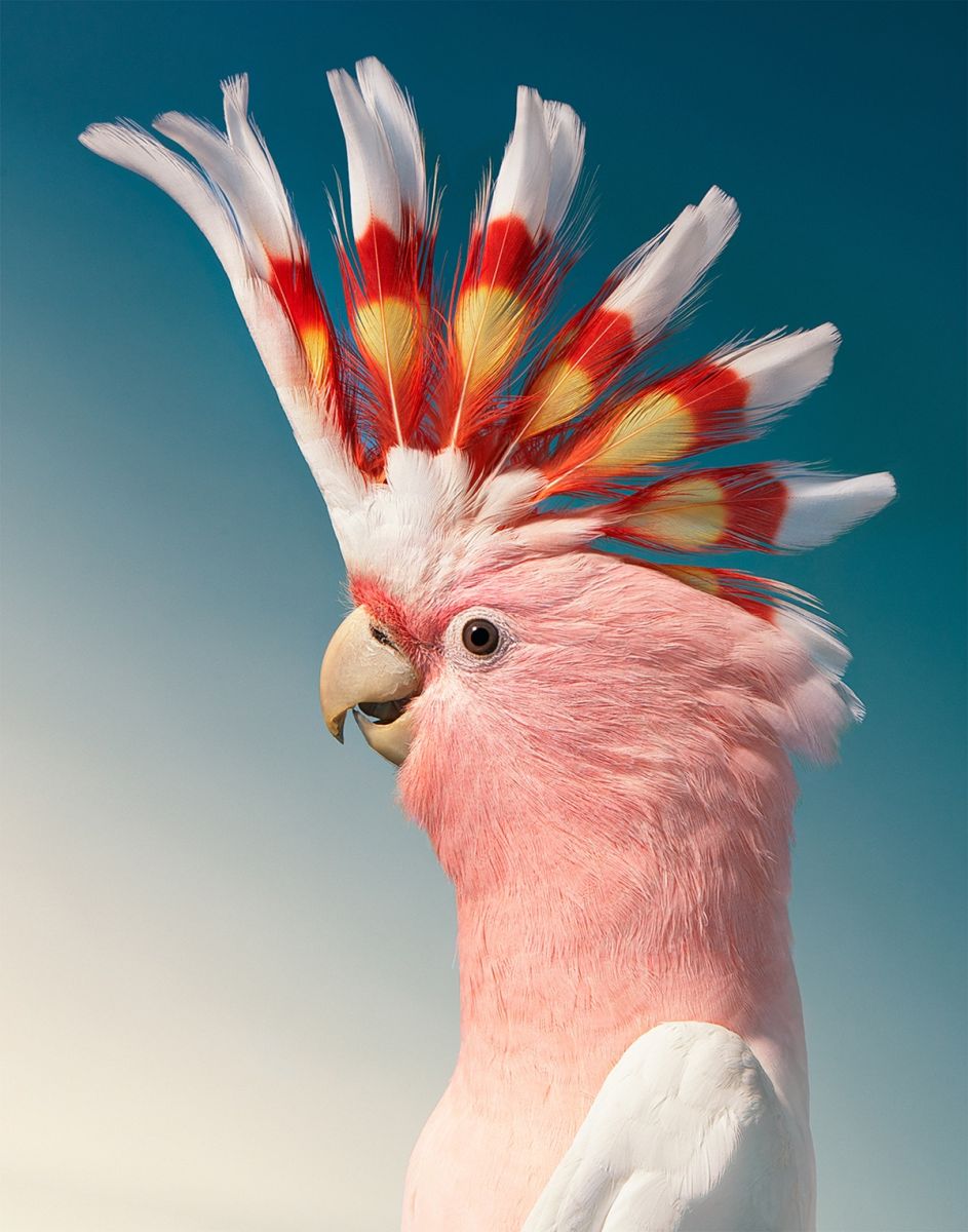 Endangered Bird Photography Cockatoo by Tim Flach
funnyness.com/beautiful-port…
#photography