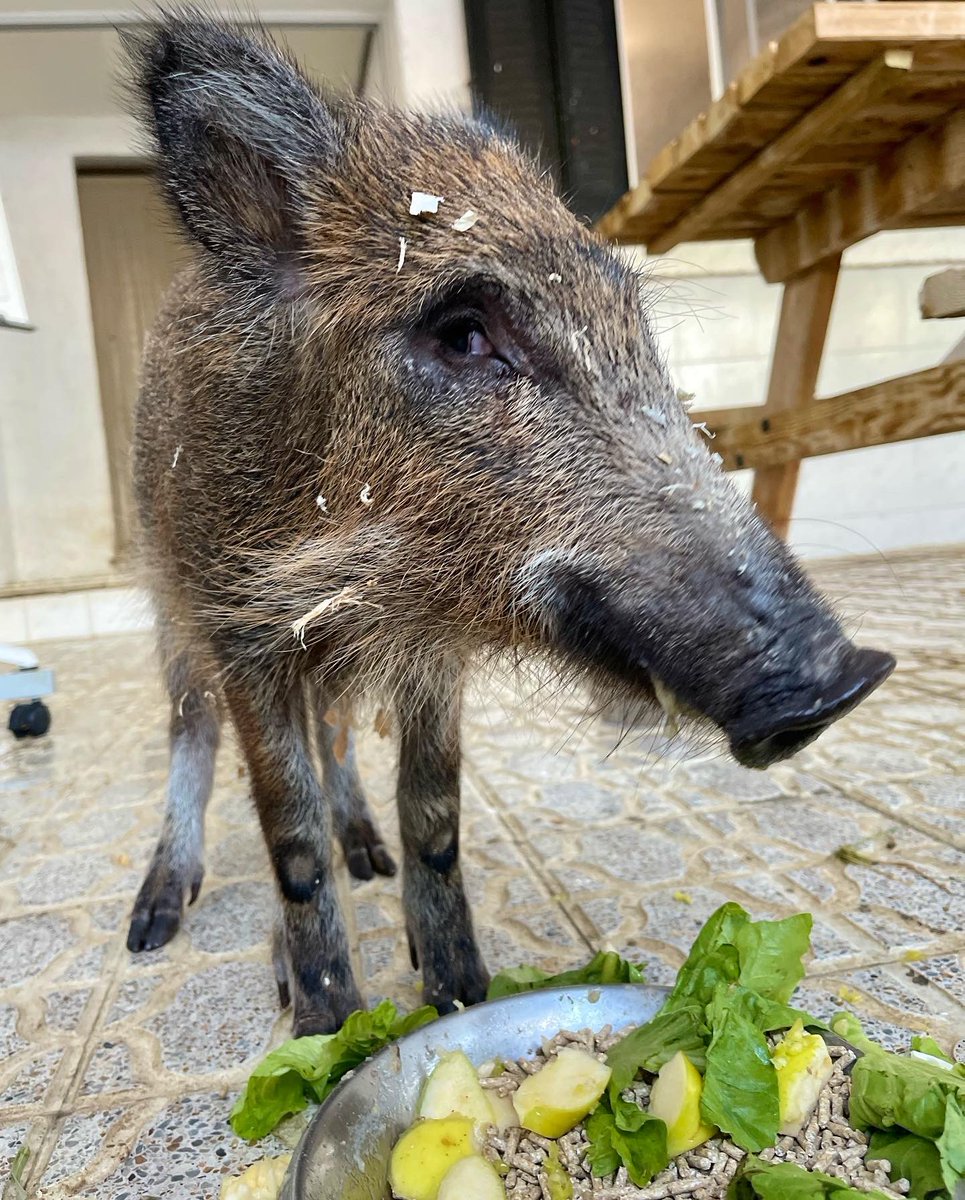 santuariovegan's tweet photo. Dos caras bonitas para empezar el día. Bellota con sus ojazos que, aunque no ven, son tan bonitos como él. Y Castañita disfrutando de eso que tanto miedo le daba: el amor.
Dos bebés rescatados creciendo felices y cuidados💚
Ayúdanos https://t.co/9DsEFFtKOO https://t.co/G4n2bGZLMd