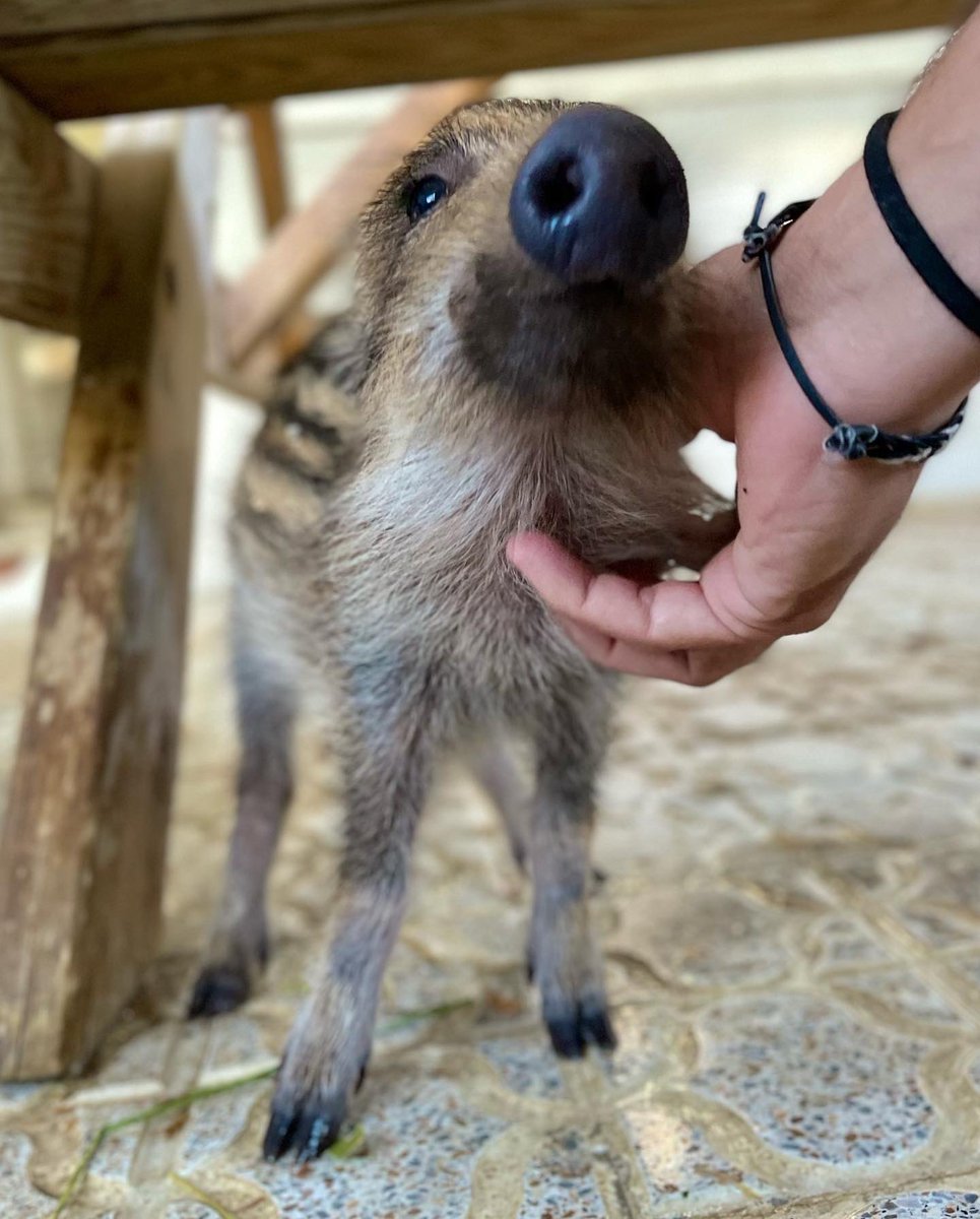 santuariovegan's tweet photo. Dos caras bonitas para empezar el día. Bellota con sus ojazos que, aunque no ven, son tan bonitos como él. Y Castañita disfrutando de eso que tanto miedo le daba: el amor.
Dos bebés rescatados creciendo felices y cuidados💚
Ayúdanos https://t.co/9DsEFFtKOO https://t.co/G4n2bGZLMd