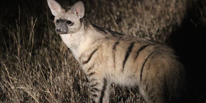 Go2kenya's tweet photo. Ol Pajeta offers night game drives. There is a chance to spot Kenya's unusual creatures that roam at night.

For inquiries and bookings contact us via,
☎️ Tel: +254 – 748 717 387
📧 info@go-kenya.com

#OlPajeta #NightGameDrive #MagicalKenya #DomesticTourism #TembeaKenya https://t.co/VOECVdOz7g