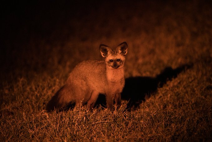 Go2kenya's tweet photo. Ol Pajeta offers night game drives. There is a chance to spot Kenya's unusual creatures that roam at night.

For inquiries and bookings contact us via,
☎️ Tel: +254 – 748 717 387
📧 info@go-kenya.com

#OlPajeta #NightGameDrive #MagicalKenya #DomesticTourism #TembeaKenya https://t.co/VOECVdOz7g