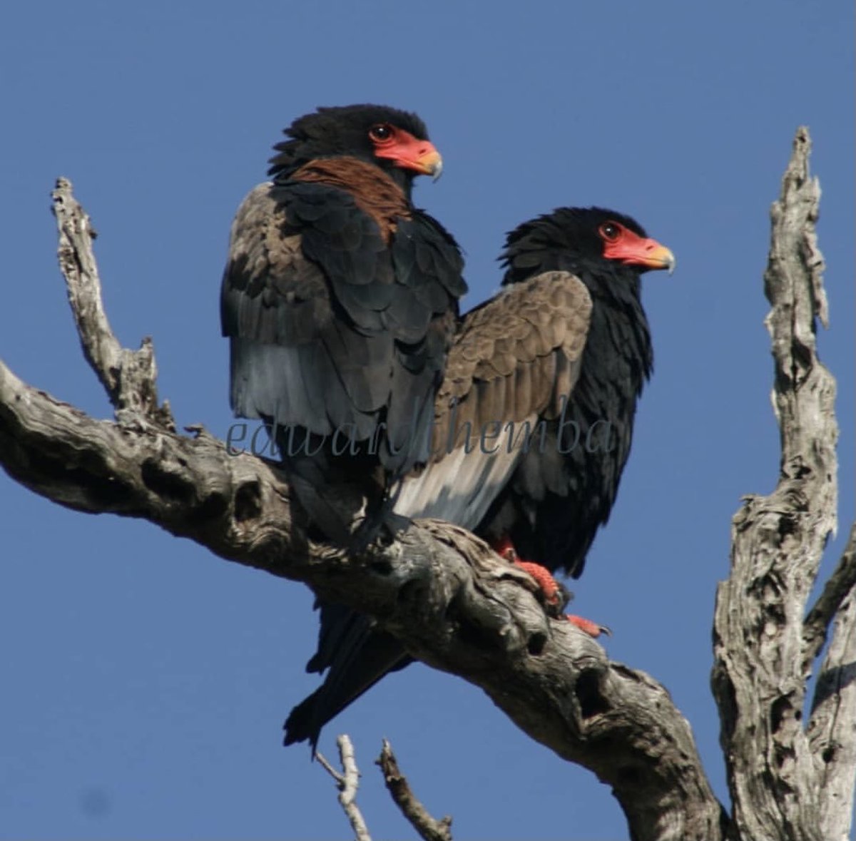 You can’t get it better than this!Ximhungwe,The beautiful Bateleur Eagle.👌🏾👌🏾