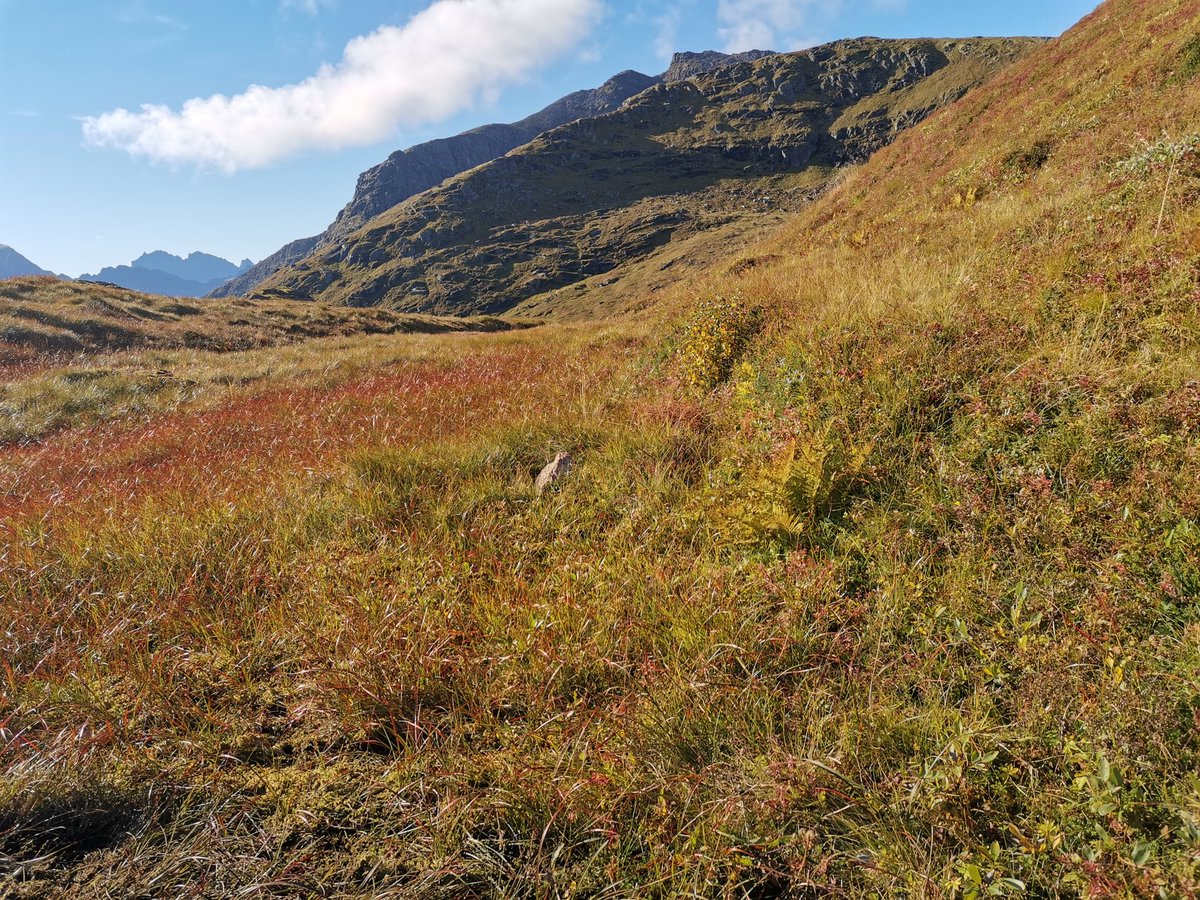 auli_romppainen's tweet photo. Kannatti kiivetä ja haastaa itsensä. Löysin tällaisen maanpäällisen paratiisin paikassa #ryten #kvalvikabeach #lofoten https://t.co/tznvPzPkOS