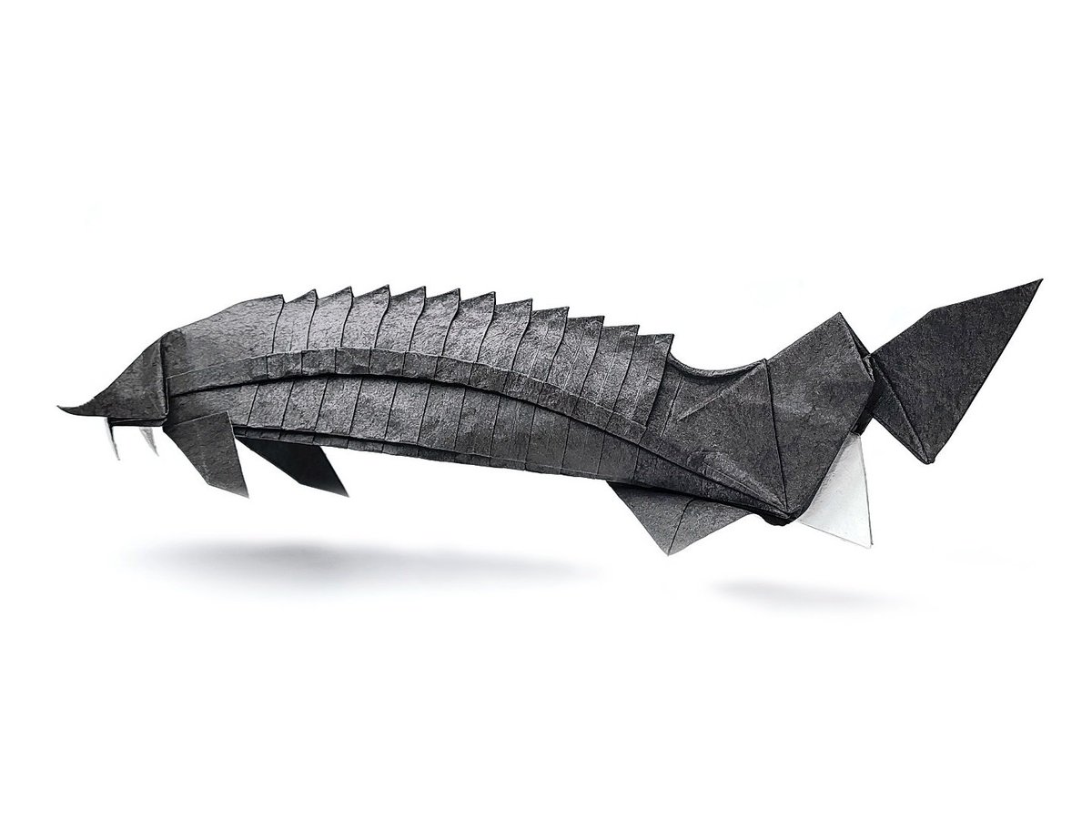 Kimvacom's tweet photo. チョウザメ
#折り紙 #origami https://t.co/BJ1IkkqhEw