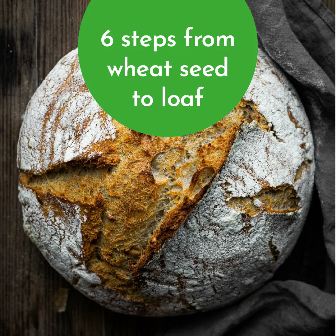 Our Grow Your Own Loaf is so much more than planting your free wheat seeds. 🌱 

The 6 session lesson plans links to STEM and food, farming, environment and sustainability. 🌳  

Find out more and request your free seeds #thejourneyoffood #outdoorlearning wke.lt/w/s/26sbM_