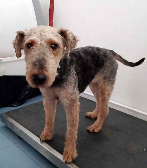 AdoptionsUk's tweet photo. Please retweet to help Bronwyn find a home #KENT #UK
Sweet Welsh Terrier aged 5-6, she is very nervous at the moment and is looking for a quiet home.
Please contact the shelter for more information.
DETAILS or APPLY๐
https://t.co/isJIm3dPz0
โ๏ธ01797 366620
#dogs #pets https://t.co/VEVzo1XfU8
