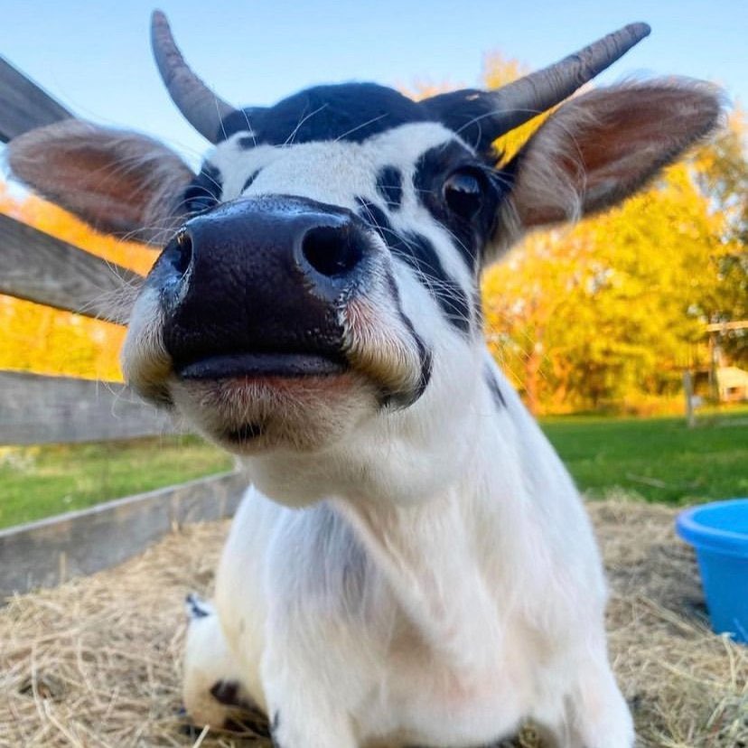 Cow of the Day🐮 on Twitter: 