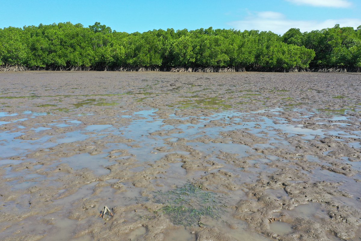 Lloyd Shepherd tweet media
