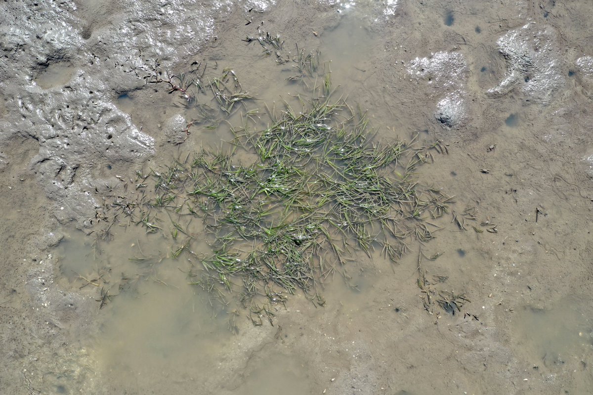 Lloyd Shepherd tweet media