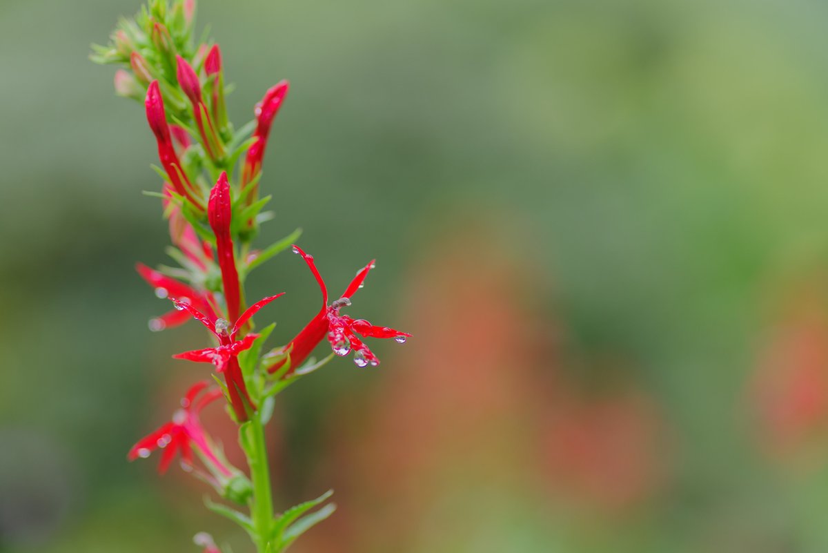 Lethe_sicelis's tweet photo. #ベニバナサワギキョウ #CardinalFlower (Lobelia cardinalis)
#花 #flower #JAPAN https://t.co/x3DtfVGFoM