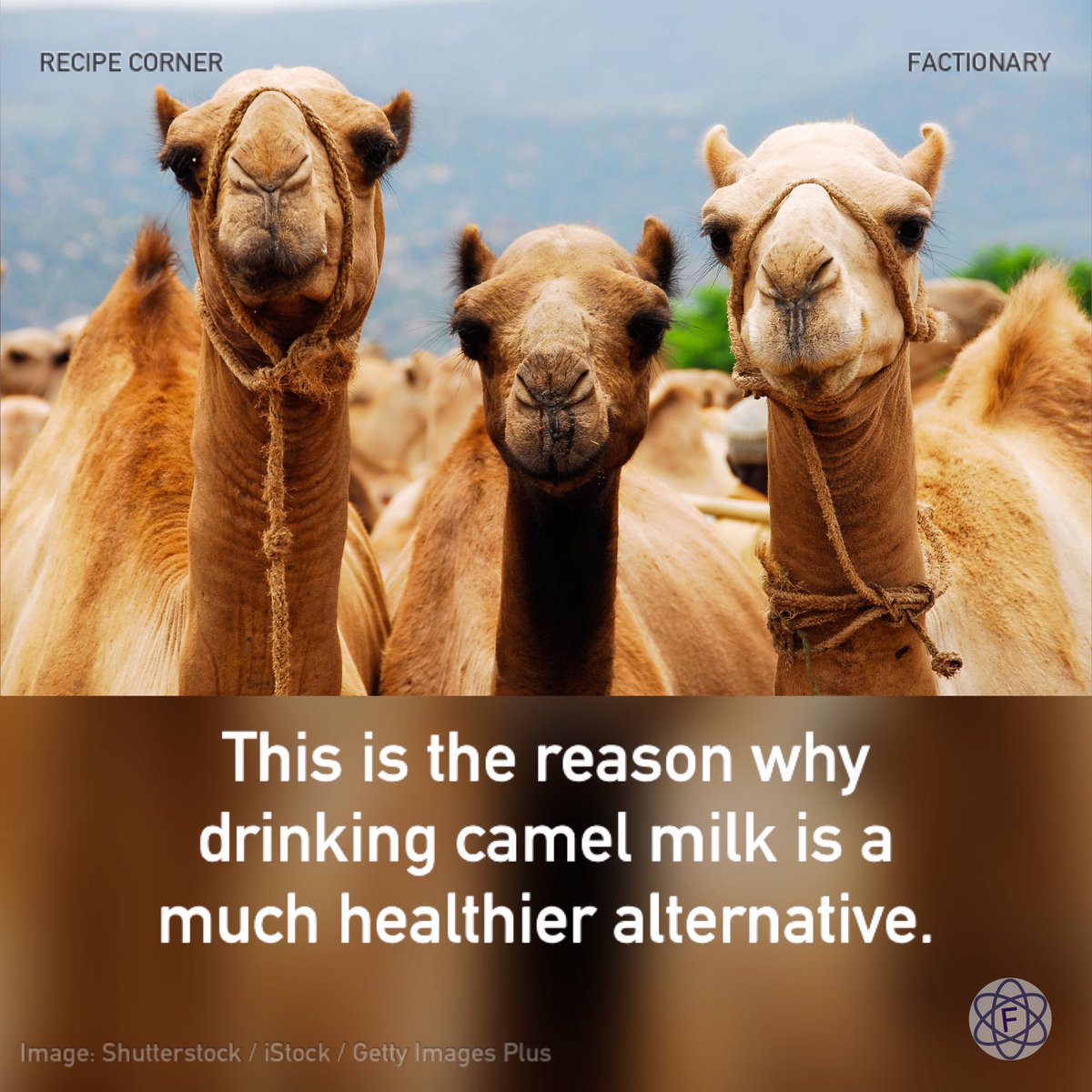 This is the reason why drinking camel milk is a much more healthier alternative.

#recipecorner #camel #camelmilk #milk #lactose #facts #Factionary