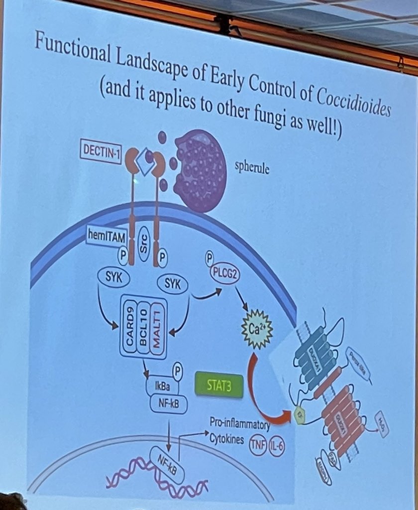 Michael Ison, MD MS tweet media