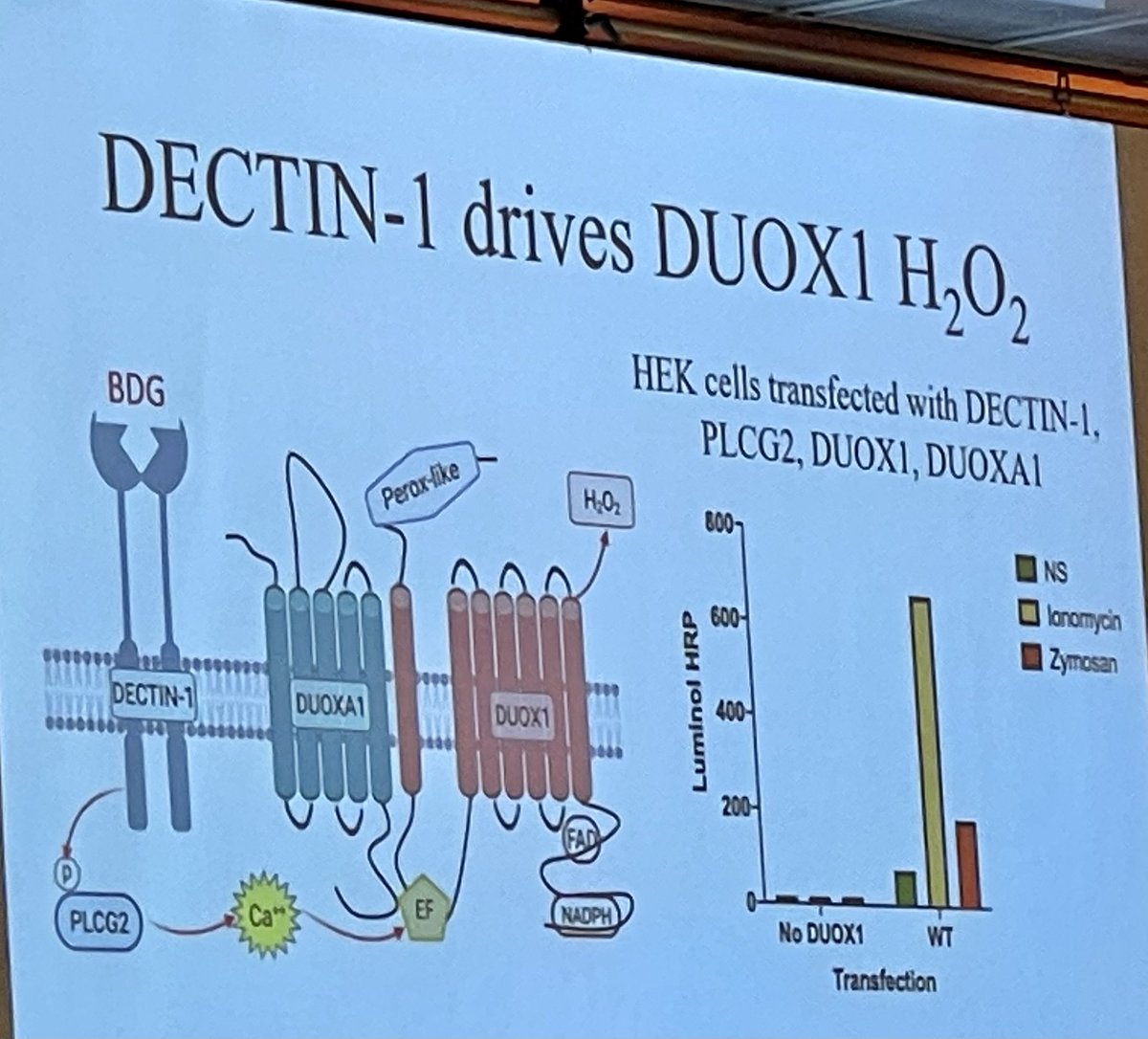 Michael Ison, MD MS tweet media