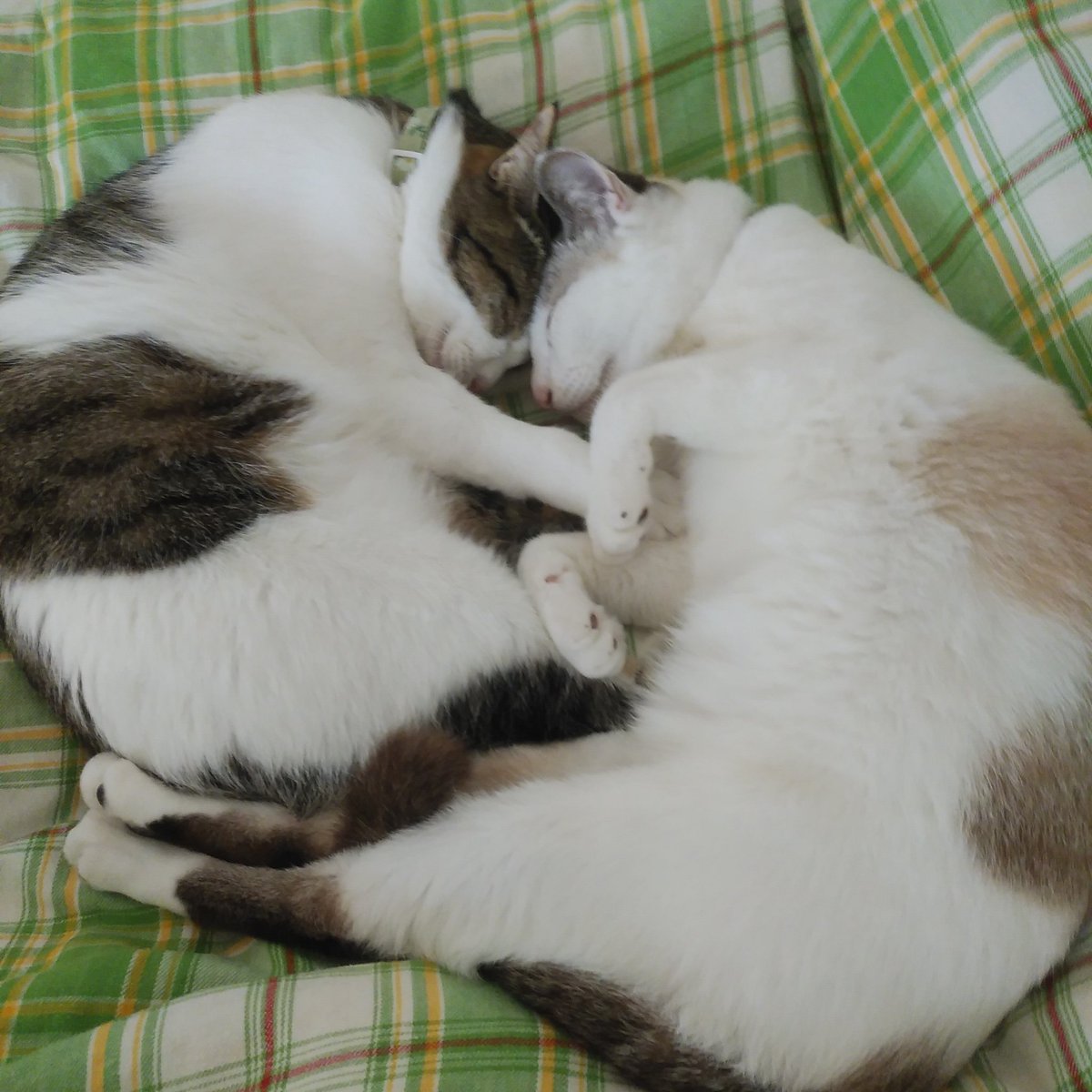 今日もほのぼの親子〜(◍´꒳`◍)