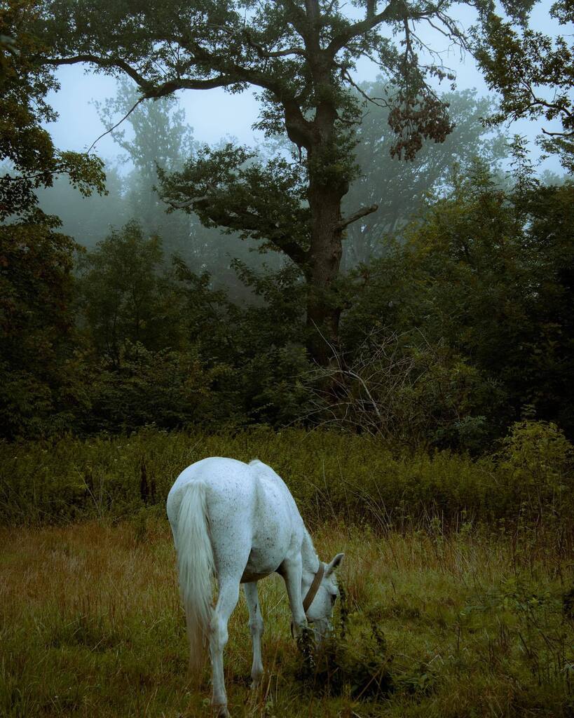 Feeding you some more moody pictures to fit with this rainy weather ❤️
.
.
.
#horse #horsesofinstagram #horselove #meadow #foggymorning #foggyweather #moodyfoggy #moodygrams #moodyweather #rainymood #nikon #nikonfamily #nikonisti #momentswithnikon #nikon… instagr.am/p/CiRuaW9MkS9/