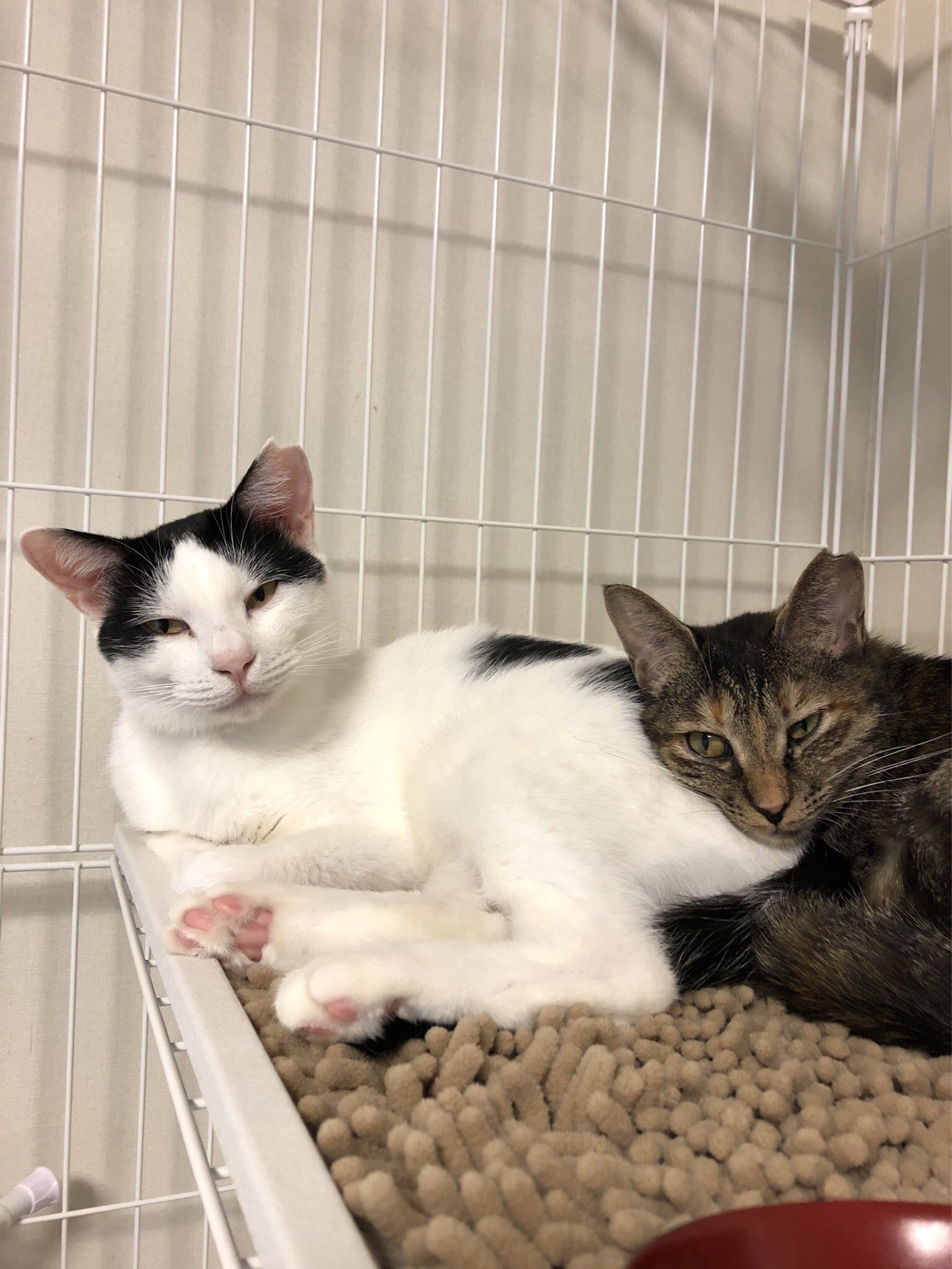 高槻ねこのおうち 預かり通信 琴ちゃんとことりちゃん 預かりさんは寝不足に 預かりさんは猫と暮らすのは初めてだったので ボランティアさんに相談 寝るまではフリー 寝る時はケージにすると慣れて夜は寝てくれますよと 今では慣れてゆったり