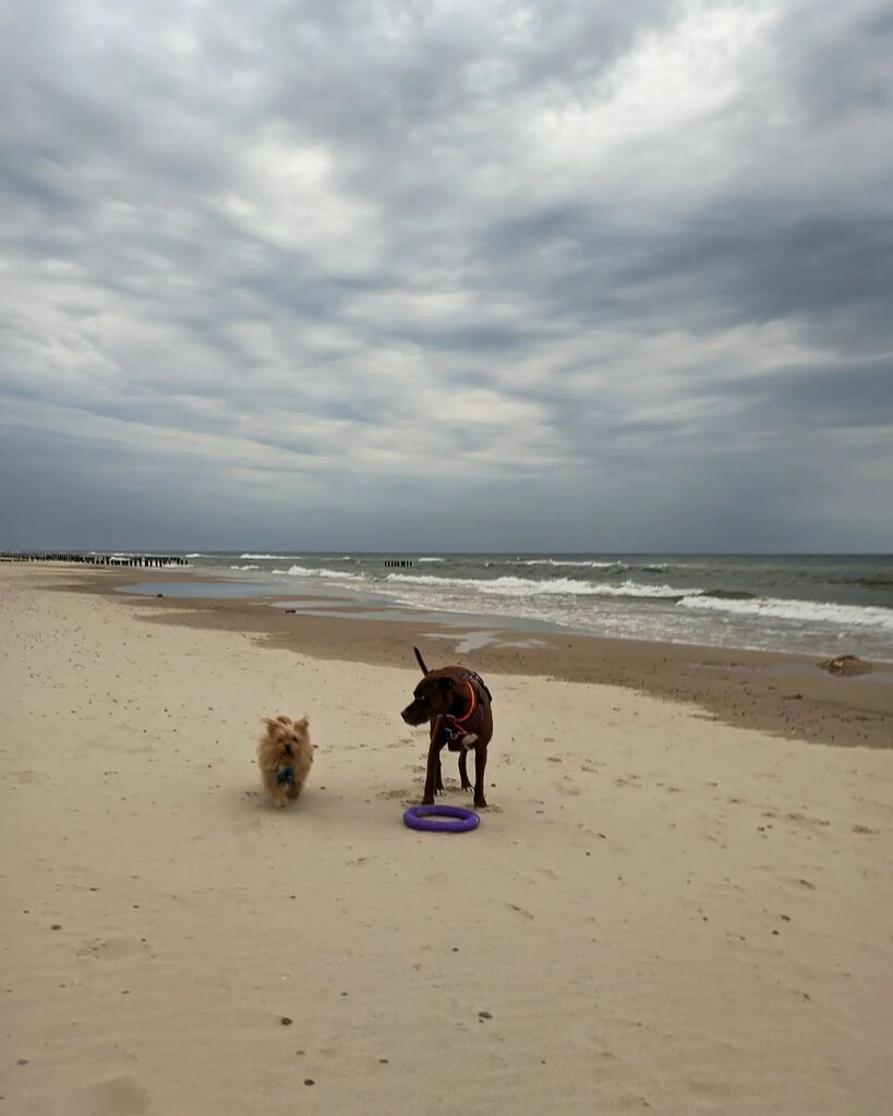 sle3va's tweet photo. - A ty gdzie masz koo?
- Mamunia czyma!
#pitbull #rednose #pitboy #honorowypitbull #Lunka #Hacker #beach #plaża #baltic #balticsea #bałtyk #naplaży #nadmorzem #vacation #wakacje https://t.co/G3IGaKbsFw https://t.co/a9pSMQFgI0