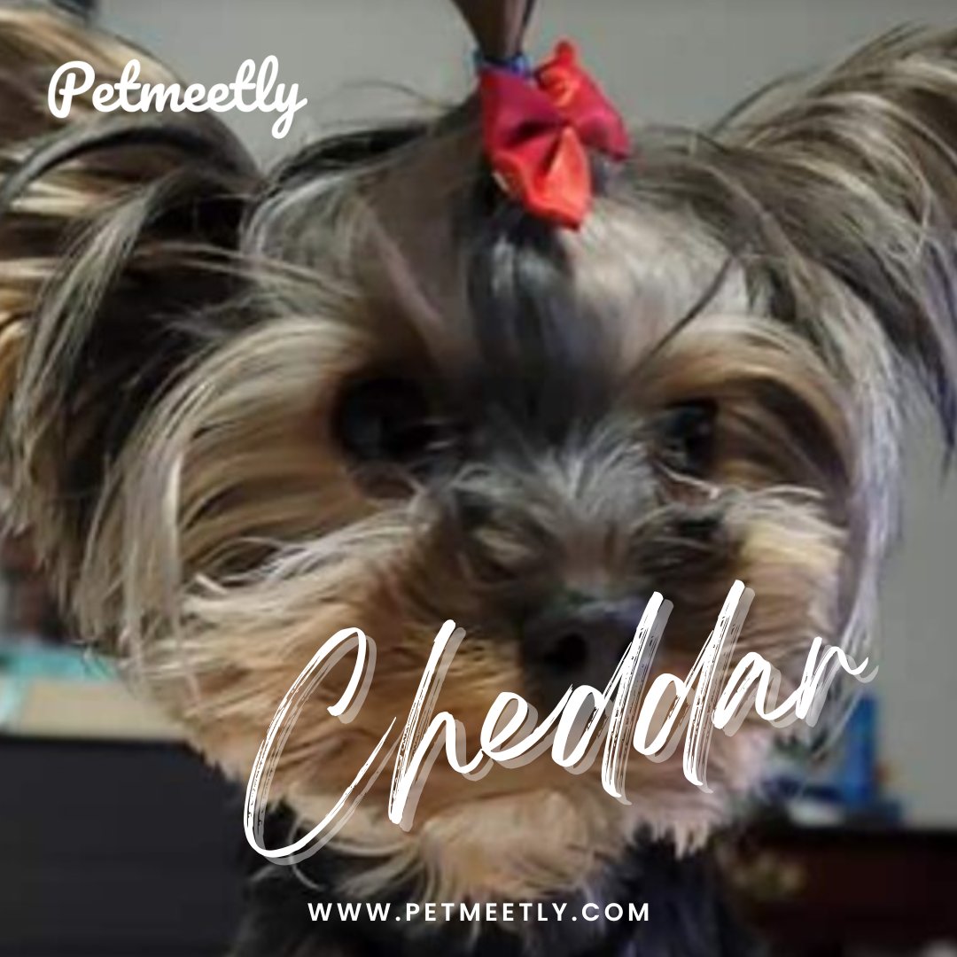 petmeetly's tweet photo. 👑Cheddar- Queen of the day👑
Breed: Yorkshire Terrier
Age: 2 years 6 months
Gender: Female
Weight: 5lbs
Get in touch with me👉 https://t.co/OgOenAkPJQ
#petmeetly #dogoftheday #dogbreeding #dogbreeder #yorkshireterrier #bullterrier #yorkiepuppy #breeder #purebreddog #breeding https://t.co/BvXCMSQroQ