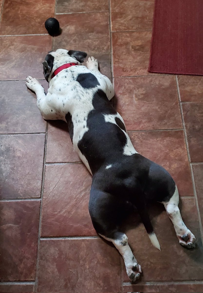 Pogonophiliac's tweet photo. @SFGate My dog does that when we come in from the Texas heat #BellaRedd #AmericanBully #Splooting https://t.co/9ctDFwwJtt
