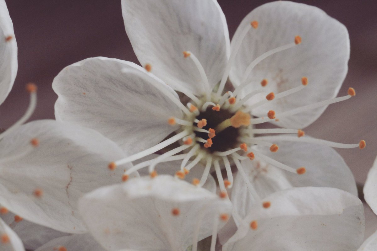 Danilenko_Macro's tweet photo. @3la_shoots I am fond of #macro the same. Have a beautiful day! https://t.co/8ObhBfQabv