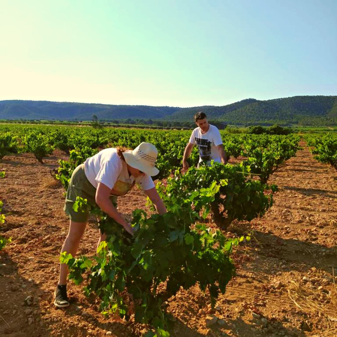 BoPersonales's tweet photo. Revisando desde el terreno la calidad y artesanía de nuestros #WineMakers (y que están GENIALES).
¡No todo el trabajo es en laboratorio!

#WinePositionSystem #BodegasPersonales #winelovers #ecologisme #Bodegas #vino https://t.co/1TZsUdN8Ra