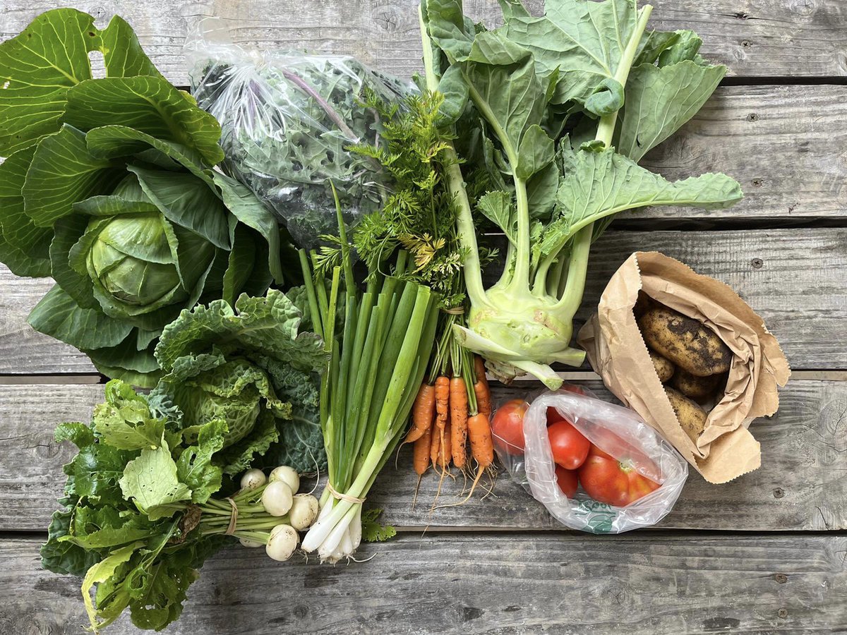 Woodsidearran's tweet photo. CSA week ten looking gorgeous!  #csa #vegboxscheme #vegbox #communitysupportedagriculture #localfood #vegetables #5aday #fresh #healthy #nodig #permaculturefarm #farm #organic #permaculturedesign #regenerativefarminguk #organicgardening #permaculturegarden #scottishfarming #regen https://t.co/eeI0eFl0Kq