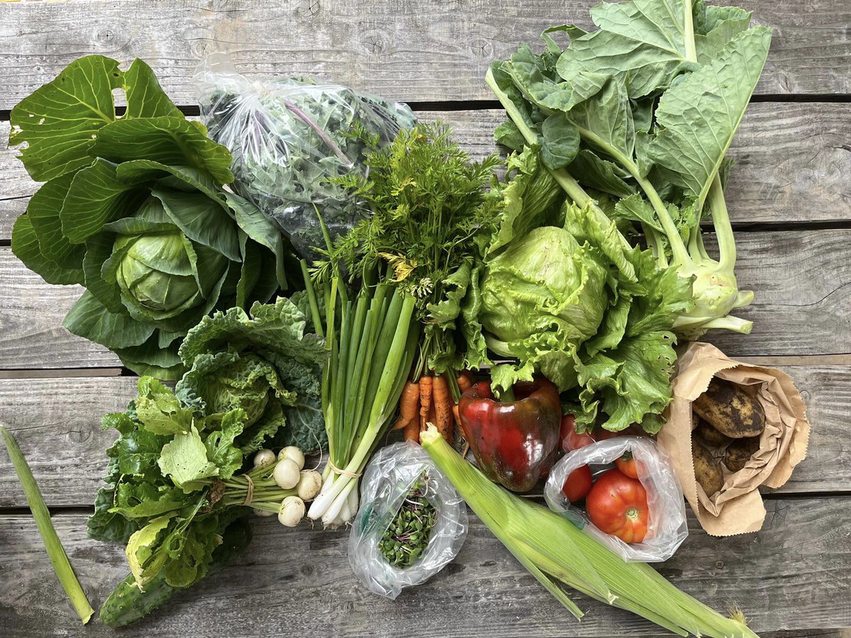 Woodsidearran's tweet photo. CSA week ten looking gorgeous!  #csa #vegboxscheme #vegbox #communitysupportedagriculture #localfood #vegetables #5aday #fresh #healthy #nodig #permaculturefarm #farm #organic #permaculturedesign #regenerativefarminguk #organicgardening #permaculturegarden #scottishfarming #regen https://t.co/eeI0eFl0Kq