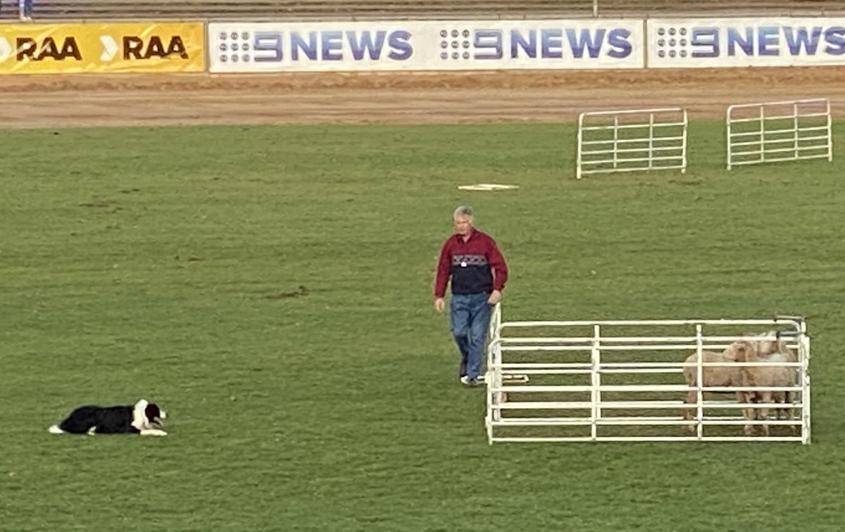 maxbert_SA's tweet photo. Do love a good Sheepdog Trial. #AdelShow @adlshowground https://t.co/XV1ascKj7M