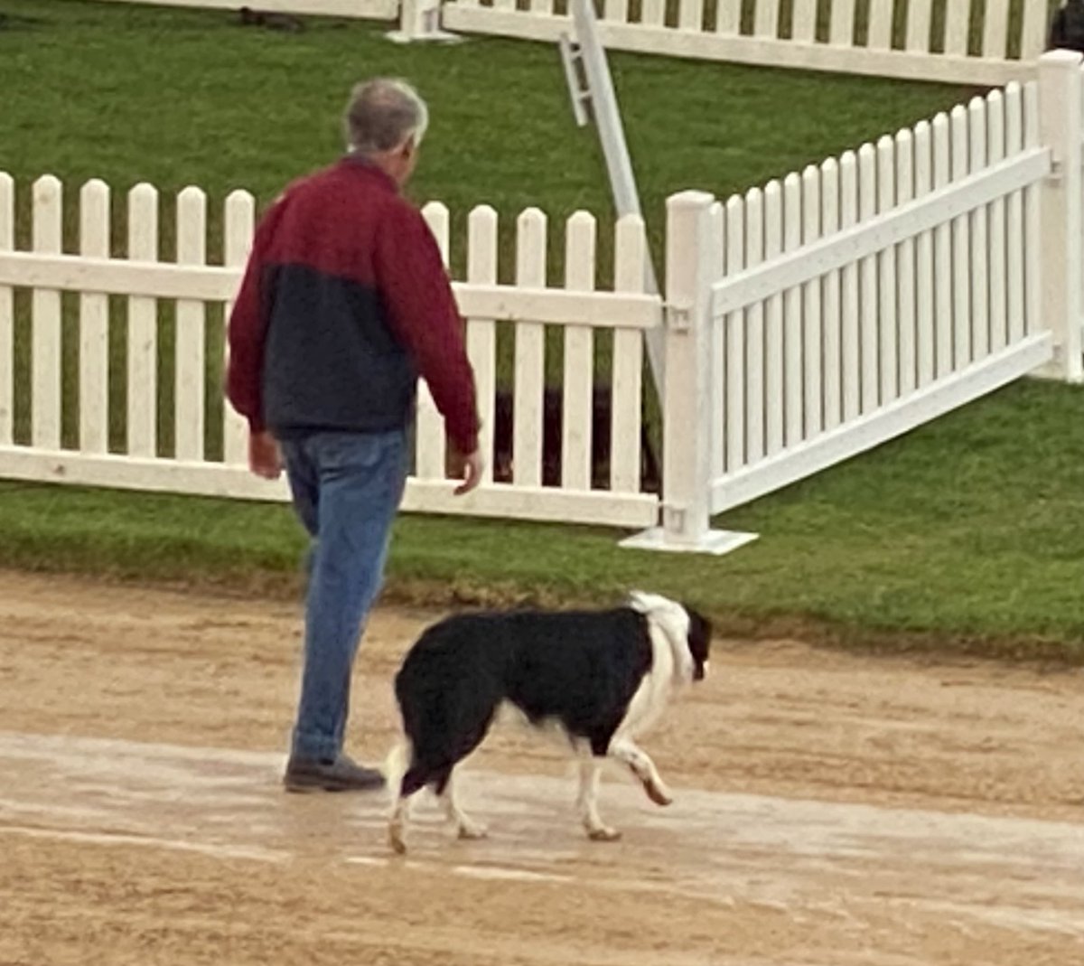 maxbert_SA's tweet photo. Do love a good Sheepdog Trial. #AdelShow @adlshowground https://t.co/XV1ascKj7M