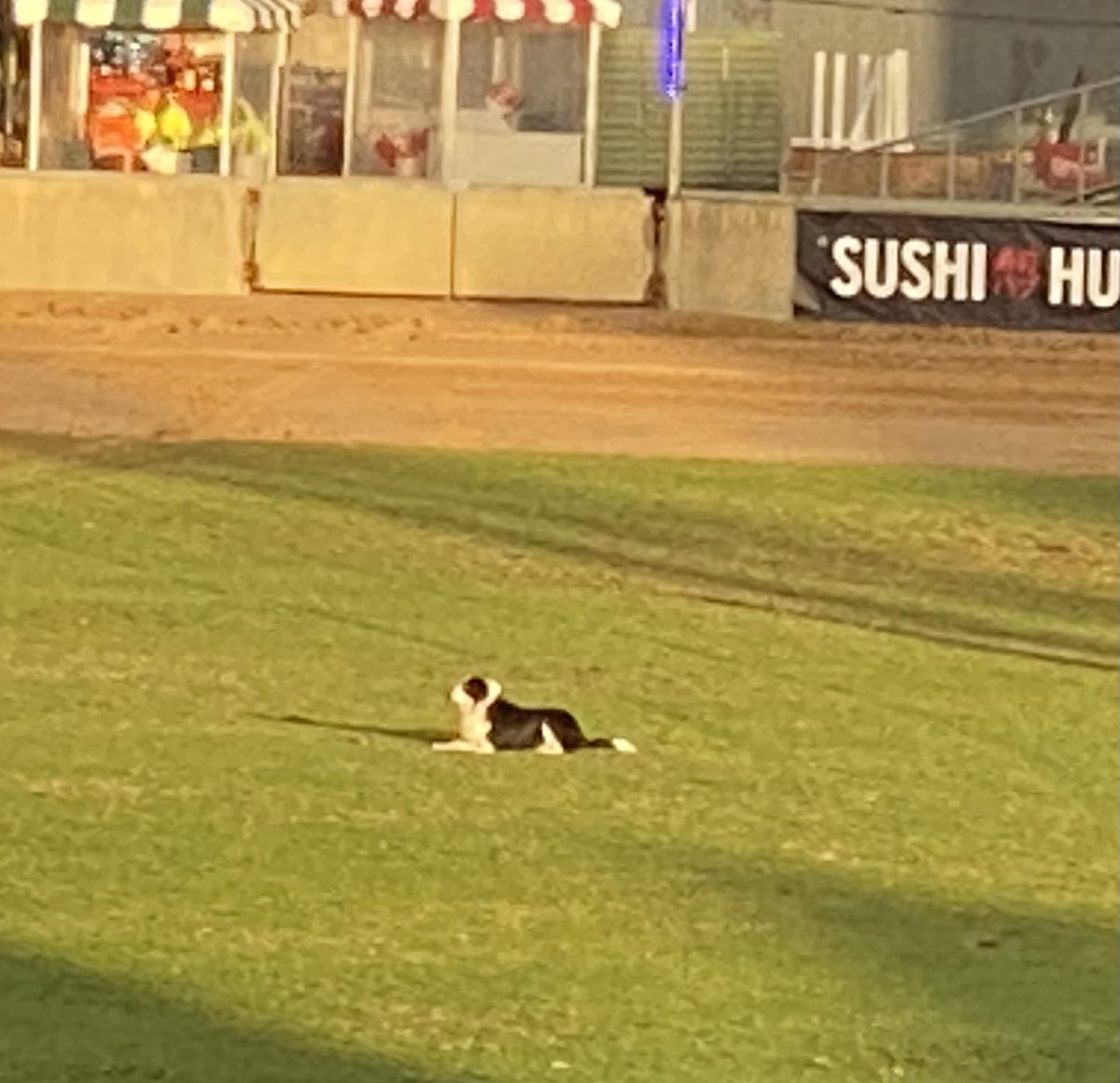 maxbert_SA's tweet photo. Do love a good Sheepdog Trial. #AdelShow @adlshowground https://t.co/XV1ascKj7M