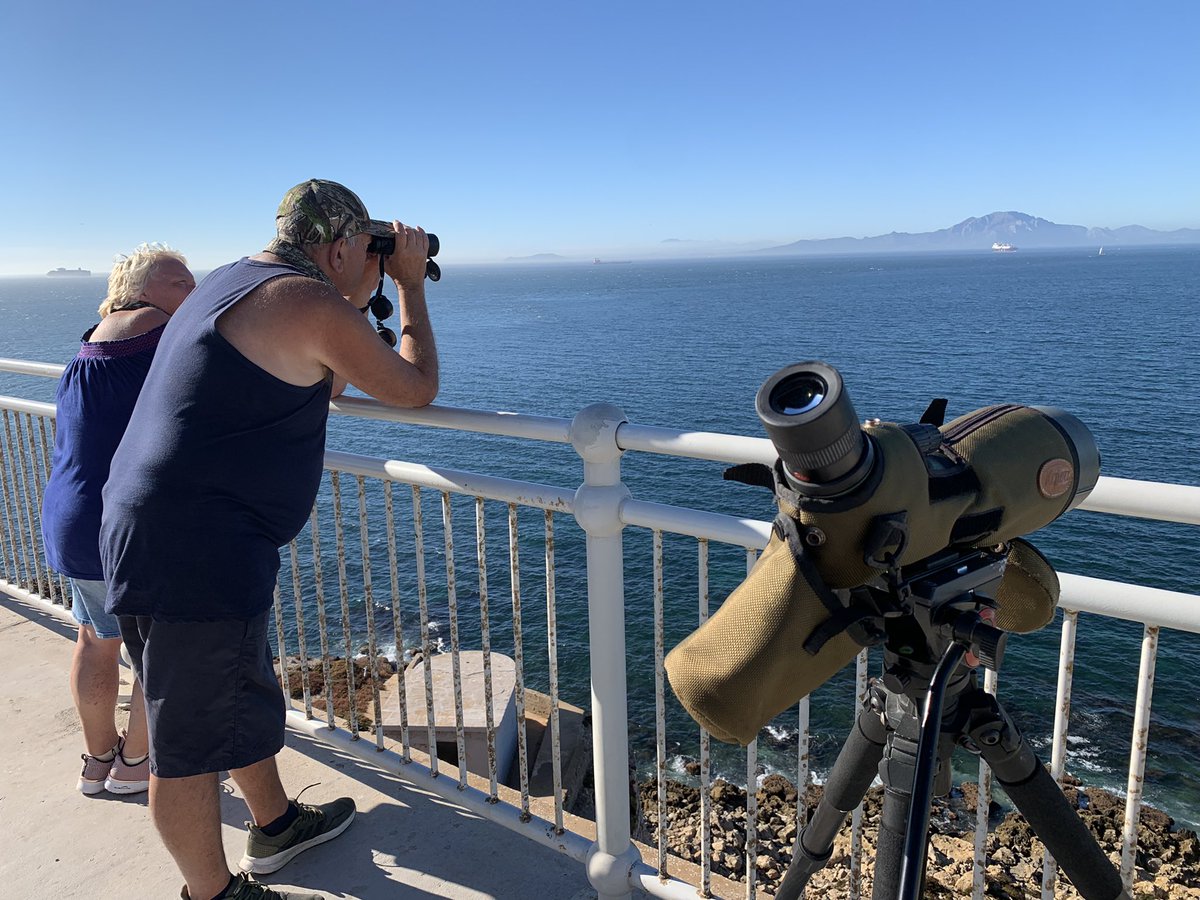 Picking up a few birds this AM in Gibraltar: Audouins gull, Caspian tern, Balearic & Cory’s shearwater, whitethroat, pallid swift, Barbary partridge et al. For nature tours visit aviantours.com