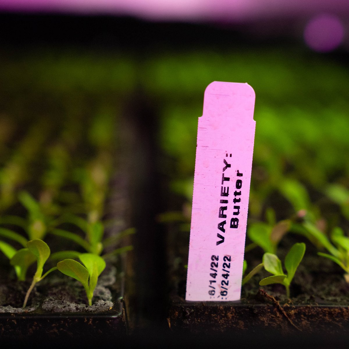 Did you know?

Kalera’s growing facilities are always 72 degrees, never subjected to the outside elements and constantly smell like fresh greens!