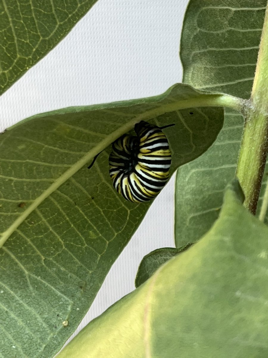 Tom (Petty) has started making his chrysalis! 

#butterflywhisperer #monarch #conservation #endangered #fridaymorning