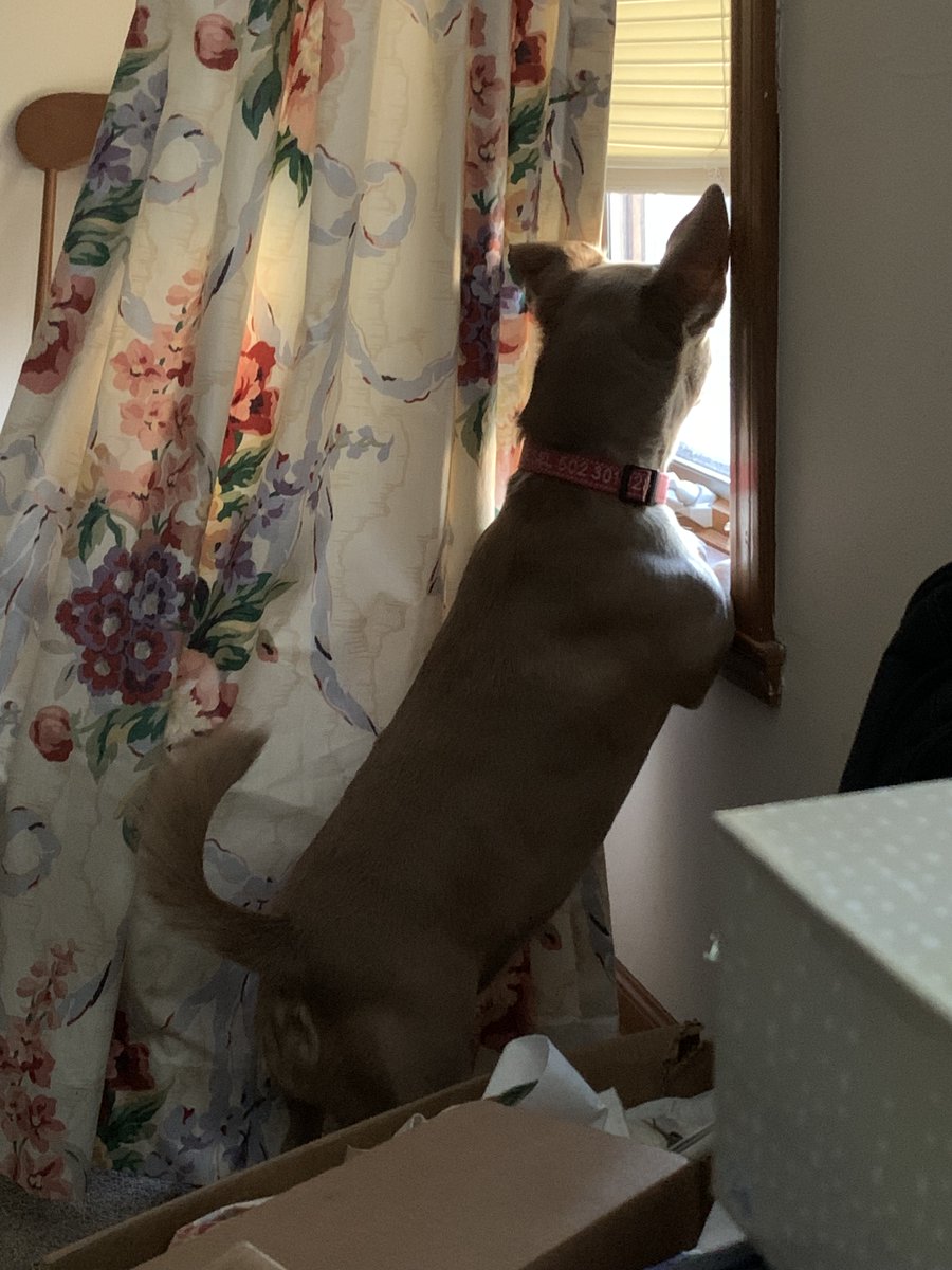 FloofyMom's tweet photo. Little man is on #windowwatch today. #DogsOnTwitter  #dogsoftwitter #pittie #friday https://t.co/iMJhzKSK17