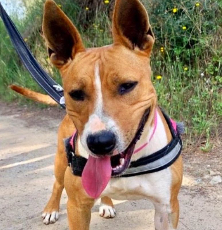 CaldesAnimal's tweet photo. Yuni, nuestra Lokita del Agua, tiene 2 años de edad, y sigue esperando su oportunidad. Es una perra muy activa, y muy divertida! Se vuelve loca jugando con el agua 😂 Convive con su compañero, y se llevan genial
Caldes Animal -Barcelona 
T 666526181 
https://t.co/YOZy4CTSaG https://t.co/QbCGqlrUHu