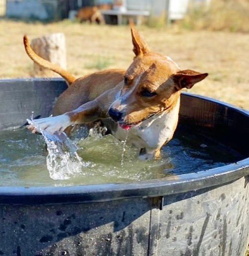 CaldesAnimal's tweet photo. Yuni, nuestra Lokita del Agua, tiene 2 años de edad, y sigue esperando su oportunidad. Es una perra muy activa, y muy divertida! Se vuelve loca jugando con el agua 😂 Convive con su compañero, y se llevan genial
Caldes Animal -Barcelona 
T 666526181 
https://t.co/YOZy4CTSaG https://t.co/QbCGqlrUHu