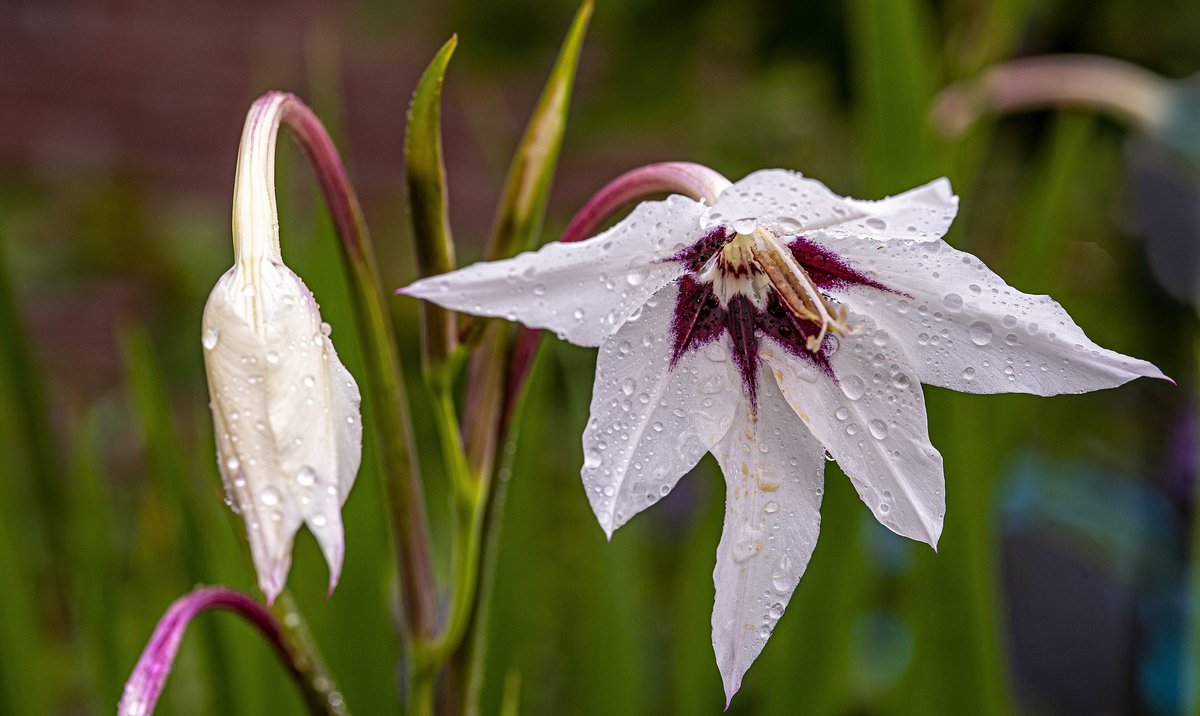 mariusvisser's tweet photo. https://t.co/t2ahBG3NQ9 De Acidanthera vindt het wel lekker die regen ! https://t.co/iP6xgzKYev